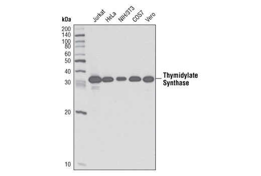 Western blot analysis of extracts from various cell lines using Thymidylate Synthase (D26G11) Rabbit mAb.
