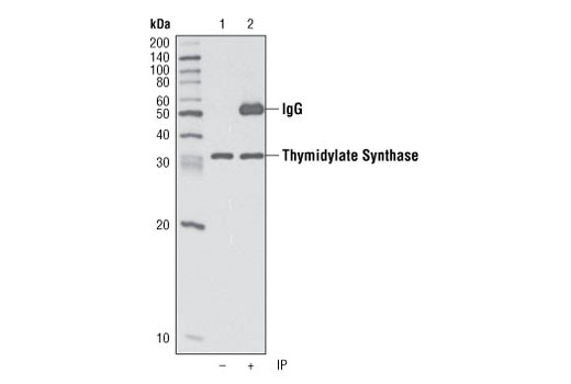 Immunoprecipitation of Thymidylate Synthase from Jurkat cell lysate using Thymidylate Synthase (D26G11) Rabbit mAb followed by western blot using the same antibody. Lane 1 is 5% input.