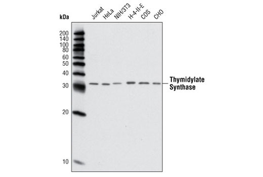 Western blot analysis of extracts from various cell types using Thymidylate Synthase Antibody.