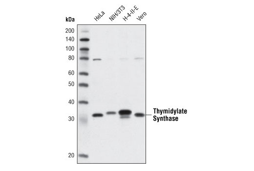 Western blot analysis of extracts from various cell lines using Thymidylate Synthase (TS106) Mouse mAb.