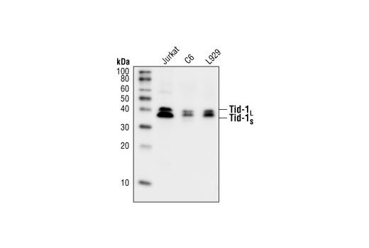 Western blot analysis of extracts from Jurkat (human), C6 (rat), and L929 (mouse) cells, using Tid-1 (RS13) Mouse mAb.