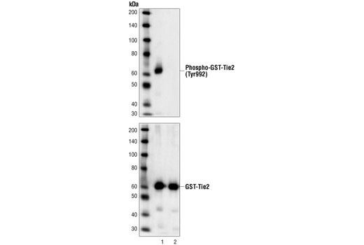 Western blot analysis of extracts from Sf9 cells over expressing GST-human Tie2 kinase domain fusion proteins, wild-type (lane 1) or kinase-dead (lane 2), using Phospho-Tie2 (Tyr992) Antibody (upper) or Tie2 antibody (lower). The wild-type Tie2 kinase domain is constitutively phosphorylated when overexpressed in Sf9 cells. The molecular weight of GST-Tie2 fusion is approximately 65 kDa.