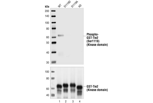 Western blot analysis of extracts from Sf9 cells overexpressing GST-human Tie2 kinase domain fusion proteins, wild-type (lane 1) S1119D mutant (lane 2), S1119A mutant (lane 3) or kinase-dead (lane 4) , using Phospho-Tie2 (Ser1119) Antibody (upper) or GST antibody (lower). The wild-type Tie2 kinase domain is constitutively phosphorylated when overexpressed in Sf9 cells. The putative molecular weight of GST-Tie2 fusion is approximately 65 kDa.
