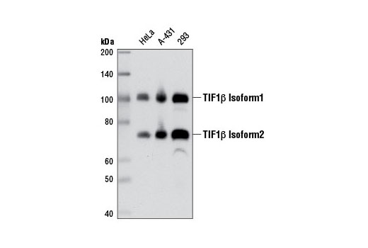 Western blot analysis of extracts from various cell lines using TIF1β (4E1) Mouse mAb.