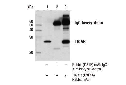 Immunoprecipitation of TIGAR from ACHN cell extracts using Rabbit (DA1E) mAb IgG XP ® Isotype Control #3900 (lane 2) or TIGAR (D3F4A) Rabbit mAb (lane 3). Lane 1 is 10% input. Western blot was performed using TIGAR (D3F4A) Rabbit mAb.