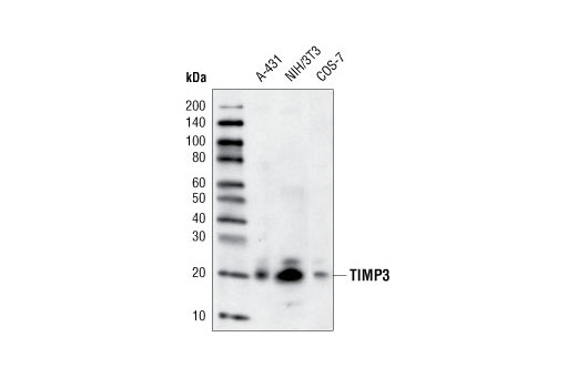 Western blot analysis of extracts from A-431, NIH/3T3 and COS-7 cells, using TIMP3 (D74B10) Rabbit mAb.