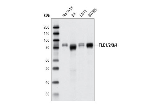 Western blot analysis of cell extracts from various cell types using TLE1/2/3/4 Antibody.