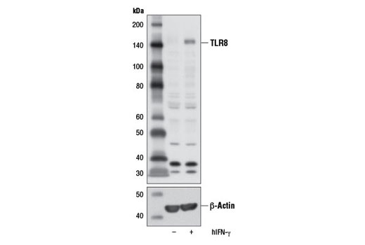 Western blot analysis of extracts from THP-1 cells differentiated with TPA #4174 (80 nM, 16 hr), untreated (-) or treated with Human Interferon-γ (hIFN-γ) #8901 (20 ng/mL, 8 hr; +), using Toll-like Receptor 8 (D3Z6J) Rabbit mAb (upper) or β-Actin (D6A8) Rabbit mAb #8457 (lower).