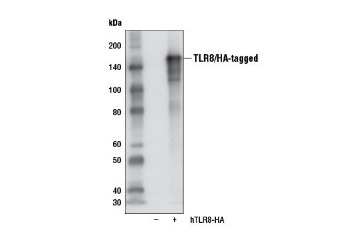 Western blot analysis of extracts from 293T cells, mock transfected (-) or transfected with a construct expressing HA-tagged full-length human TLR8 (hTLR8-HA; +), using Toll-like Receptor 8 (D3Z6J) Rabbit mAb.