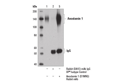 Immunoprecipitation of anoctamin 1 from HT-29 cell extracts using Rabbit (DA1E) mAb IgG XP ® Isotype Control #3900 (lane 2) or Anoctamin 1 (D1M9Q) Rabbit mAb (lane 3). Lane 1 is 10% input. Western blot analysis was performed using Anoctamin 1 (D1M9Q) Rabbit mAb.