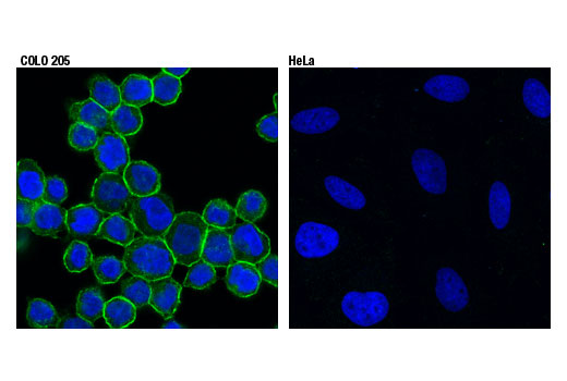 Confocal immunofluorescent analysis of COLO 205 (positive, left) and HeLa (negative, right) cells using Anoctamin 1 (D1M9Q) Rabbit mAb (green). Blue pseudocolor= DRAQ5 ® #4084 (fluorescent DNA dye).