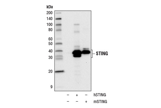 Western blot analysis of extracts from 293T cells, mock transfected (-), transfected with a construct expressing human STING protein (hSTING; +), or transfected with a construct expressing mouse STING protein (mSTING; +), using STING (D2P2F) Rabbit mAb.