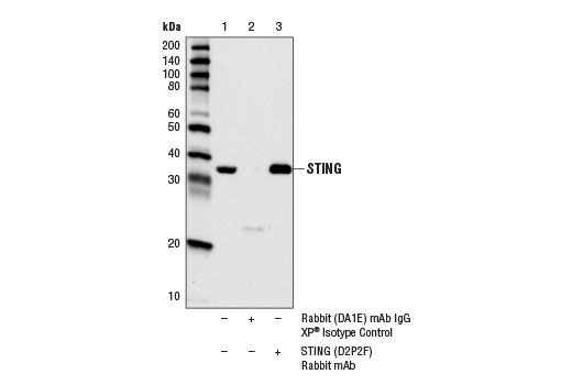 Immunoprecipitation of STING from HL-60 cell extracts using Rabbit (DA1E) mAb IgG XP ® Isotype Control #3900 (lane 2) or STING (D2P2F) Rabbit mAb (lane 3). Lane 1 is 10% input. Western blot analysis was performed using STING (D2P2F) Rabbit mAb.