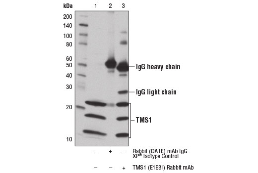 Immunoprecipitation of TMS1 from THP-1 cell extracts using Rabbit (D1AE) mAb XP ® Isotype Control #3900 (lane 2) or TMS1 (E1E3I) Rabbit mAb (lane 3). Lane 1 is 10% input. Western blot was performed using TMS1 (E1E3I) Rabbit mAb.