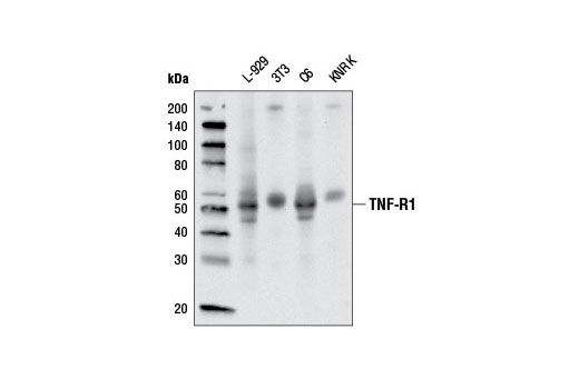 Western blot analysis of extracts from various cell lines using TNF-R1 (D3I7K) Rabbit mAb (Rodent Specific).
