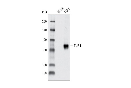 Western blot analysis of extracts from HeLa cells, mock transfected or transfected with human TLR1, using Toll-like Receptor 1 Antibody.