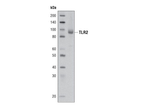 Western blot analysis of extracts from THP-1 cell lines, stimulated with 200 µM TPA overnight, using Toll-like Receptor 2 Antibody.