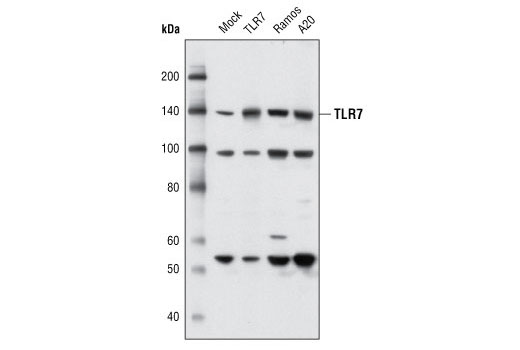 Western blot analysis of extracts from HeLa cells, mock transfected or transfected with human TLR7, and from Ramos and A20 cell lines using Toll-like Receptor 7 Antibody.