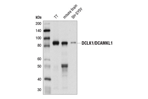 Western blot analysis of extracts from TT cells, mouse brain, and SH-SY5Y cells using DCLK1/DCAMKL1 Antibody.