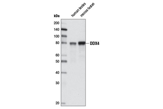 Western blot analysis of extracts from human and mouse testes using DDX4 Antibody.