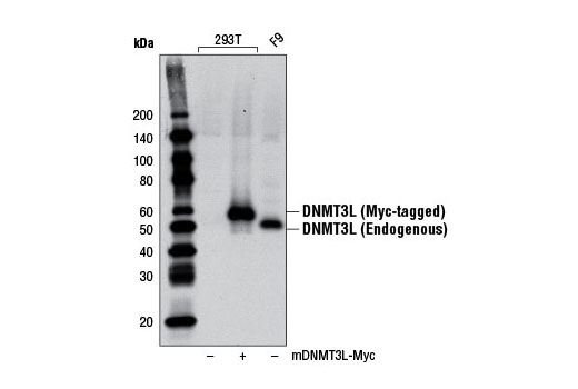 Western blot analysis of extracts from 293T cells, mock transfected (-) or transfected with a construct expressing Myc-tagged full-length mouse DNMT3L (mDNMT3L-Myc; +), and F9 cells using DNMT3L Antibody (Mouse Specific).