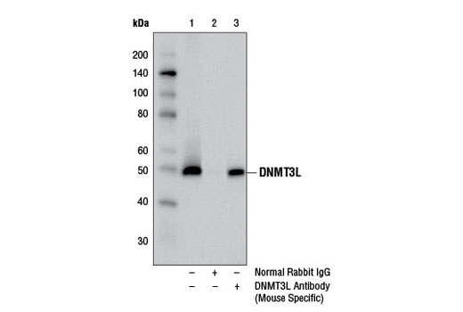 Immunoprecipitation of DNMT3L from F9 cell extracts, using Normal Rabbit IgG #2729 (lane 2) or DNMT3L Antibody (Mouse Specific) (lane 3). Lane 1 is 10% input. Western blot analysis was performed using DNMT3L Antibody (Mouse Specific).