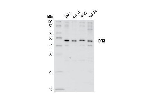 Western blot analysis of extracts from various cell lines, using DR3 Antibody.
