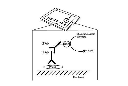  After the primary antibody is bound to the target protein, a complex with HRP-linked secondary antibody is formed. The LumiGLO* is added and emits light during enzyme catalyzed decomposition.