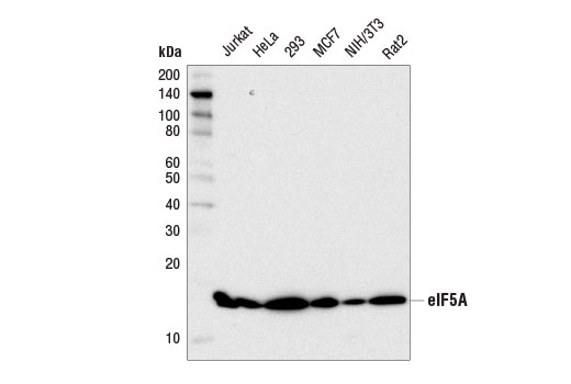 Western blot analysis of extracts from various cells using eIF5A Antibody.