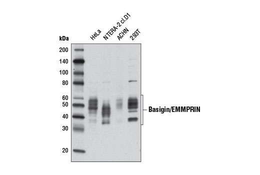 Western blot analysis of extracts from various cell lines using Basigin/EMMPRIN Antibody.
