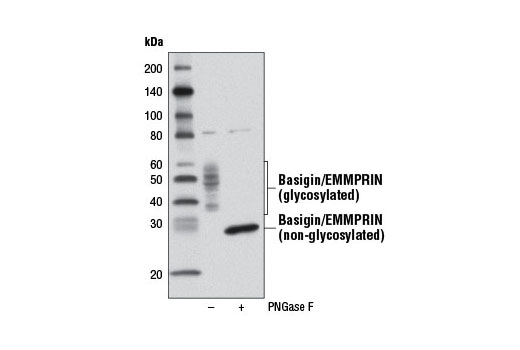 Western blot analysis of extracts from HeLa cells, untreated (-) or PNGase F-treated (+), using Basigin/EMMPRIN Antibody.