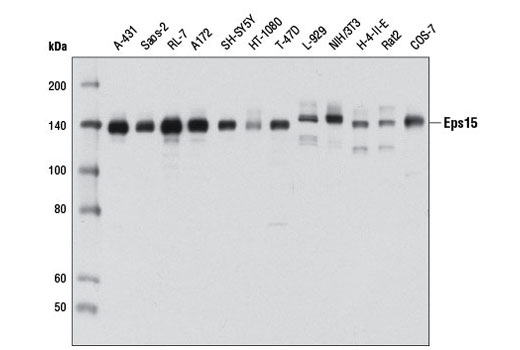 Western blot analysis of extracts from various cell lines using Eps15 Antibody.