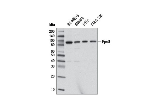 Western blot analysis of extracts from various cell lines using Eps8 Antibody.
