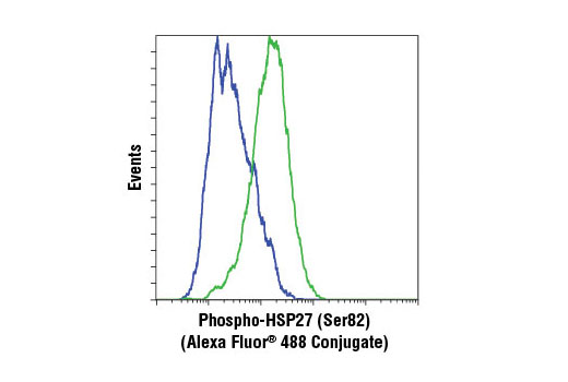 Flow cytometric analysis of HeLa cells, untreated (blue) or UV-treated (green), using Phospho-HSP27 (Ser82) (D1H2F6) XP® Rabbit mAb (Alexa Fluor® 488 Conjugate).