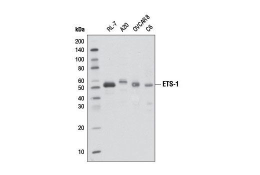 Western blot analysis of extracts from various cell lines using ETS-1 Antibody.