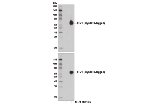 Western blot analysis of extracts from 293T cells, mock transfected (-) or transfected with a construct expressing Myc/DDK-tagged full-length FEZ1 (hFEZ1-Myc/DDK; +), using FEZ1 Antibody (upper) or Myc-Tag (71D10) Rabbit mAb #2278 (lower).