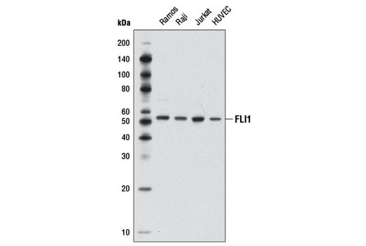 Western blot analysis of extracts from various cell lines using FLI1 Antibody.