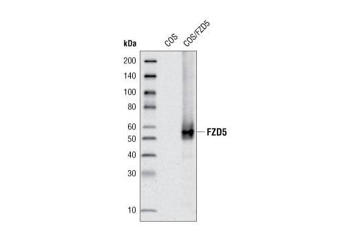 Western blot analysis of extracts from COS cells, mock transfected or transfected with human Frizzled5, using Frizzled5 Antibody.