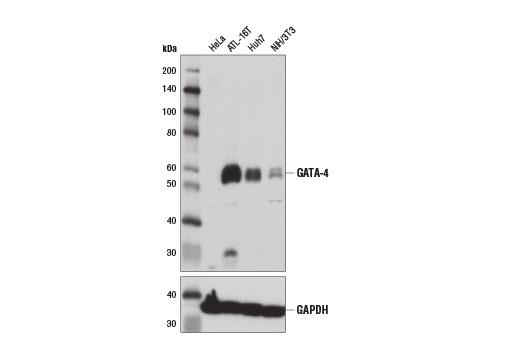 Western blot analysis of extracts from various cell lines using GATA-4 Antibody (upper) and GAPDH (D16H11) XP® Rabbit mAb #5174 (lower). As expected, HeLa cells are negative for GATA-4.