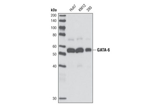 Western blot analysis of extracts from Huh7, KM12 and 293 cells using GATA-6 (A549) Antibody.