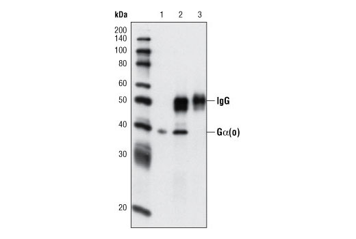 Immunoprecipitation and western blot analysis of extracts from mouse brain. Lane 1 contains lysate input, lane 2 was immunoprecipitated with Gα(o) Antibody (IP Preferred) and lane 3 was immunoprecipitated with non-specific rabbit IgG. Western blot analysis was performed using Gα(o) Antibody #3975.