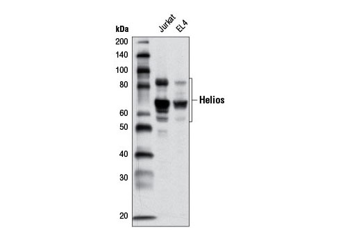 Western blot analysis of extracts from Jurkat and EL4 cells using Helios Antibody.