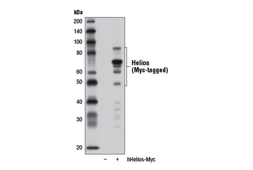 Western blot analysis of extracts from 293T cells, mock transfected (-) or transfected with a construct expressing Myc-tagged full-length human Helios (hHelios-Myc; +), using Helios Antibody.