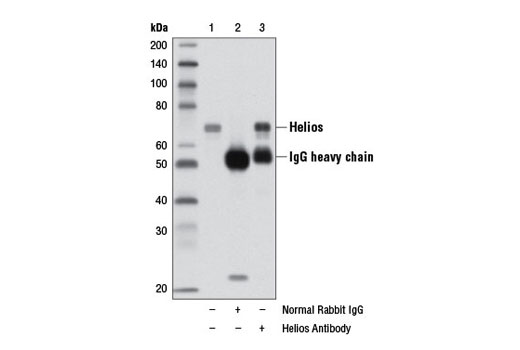 Immunoprecipitation of Helios from EL4 cell extracts using Normal Rabbit IgG #2729 (lane 2) or Helios Antibody (lane 3). Lane 1 is 10% input. Western blot analysis was performed using Helios Antibody.