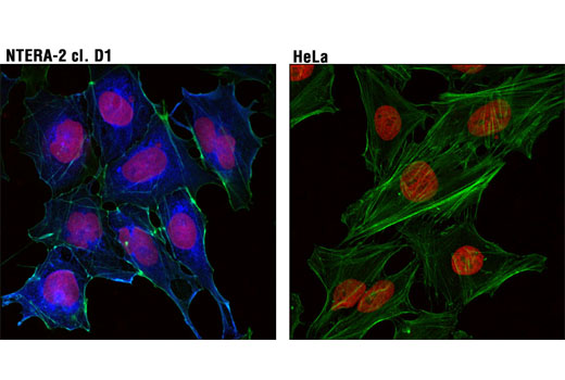 Confocal immunofluorescent analysis of NTERA-2 cl.D1 (left) and HeLa (right) cells using LIN28A (D1A1A) XP® Rabbit mAb (Alexa Fluor® 647 Conjugate) (blue pseudocolor). Actin filaments were labeled with Alexa Fluor® 488 Phalloidin #8878 (green). Red = Propidium Iodide (PI)/RNase Staining Solution #4087.