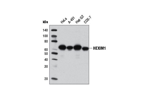 Western blot analysis of extracts from various cell lines using HEXIM1 Antibody.