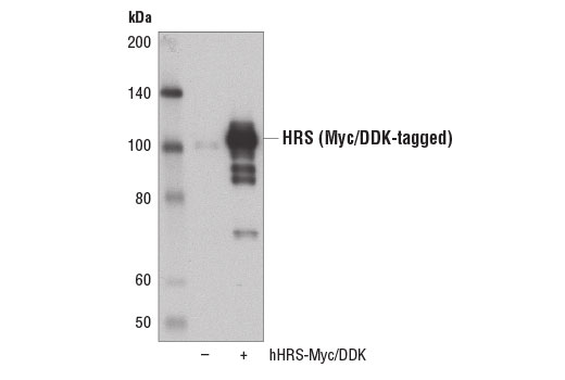 Western blot analysis of extracts from 293T cells, mock transfected (-) or transfected with a construct expressing Myc/DDK-tagged full-length human HRS protein (hHRS-Myc/DDK; +), using HRS Antibody.