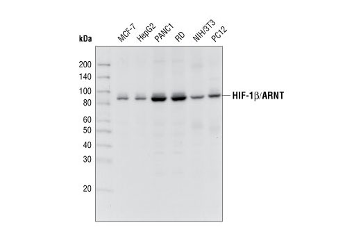 Western blot analysis of extracts from various cell types using HIF-1β/ARNT Antibody.