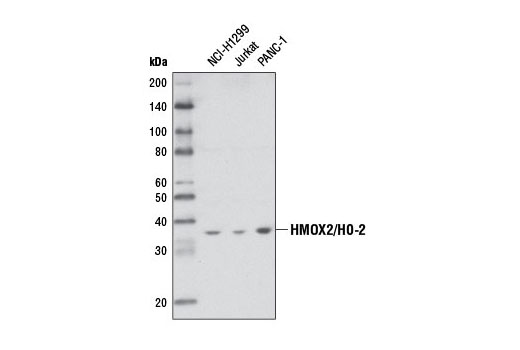 Western blot analysis of extracts from NCI-H1299, Jurkat, and PANC-1 cells using HMOX2/HO-2 Antibody.