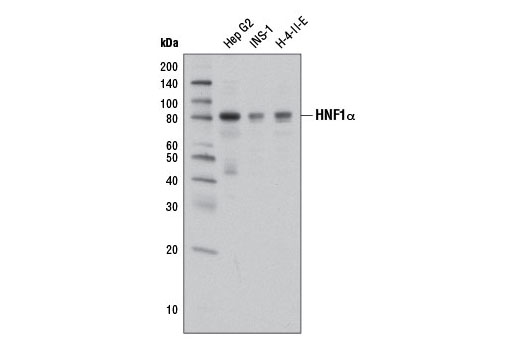Western blot analysis of extracts from various cell lines using HNF1α Antibody.